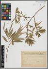 Foto von Salix alba L. x Salix fragilis L.